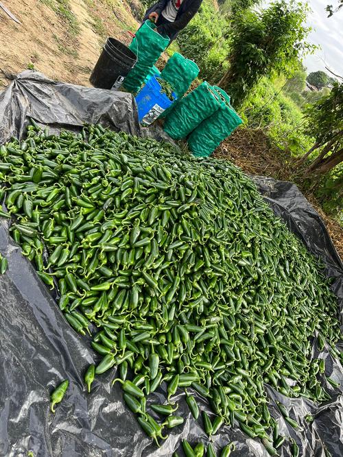 La venta de chile jalape&ntilde;o tambi&eacute;n tiene demanda y esto ha generado empleo en la localidad. (Foto: Carlos Monroy)