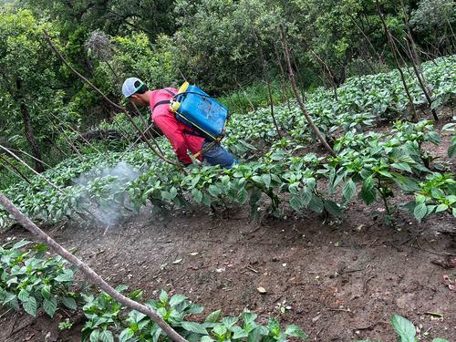 Sus plantaciones de tomate, chile y pepino son cuidadas por &eacute;l haciendo uso de pesticidas para eliminar cualquier plaga. (Foto: Carlos Monroy)