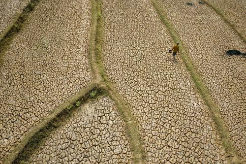 Un aldeano caminando por un campo de arroz seco con el suelo agrietado a causa de una prolongada estaci&oacute;n seca en Indonesia. (Foto: AFP)