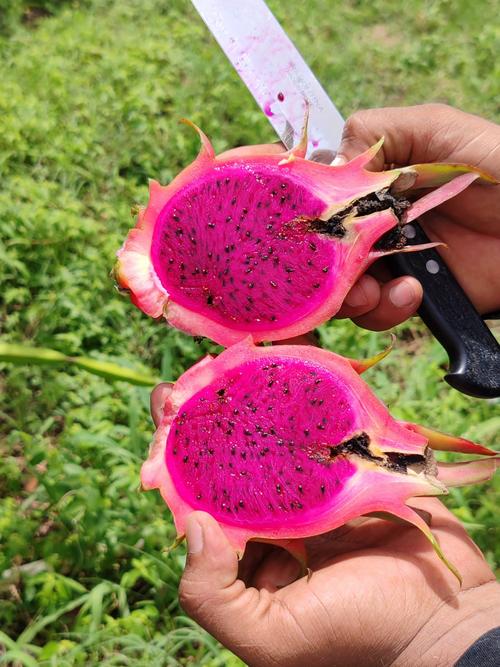 La pitaya es muy vers&aacute;til y puede usarse en distintas preparaciones. (Foto: FB/Todo sobre huertos)