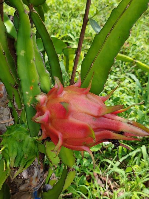La fruta del drag&oacute;n ofrece diversos beneficios para la salud, como la p&eacute;rdida de peso y la prevenci&oacute;n de enfermedades. (Foto: FB/Todo sobre huertos)