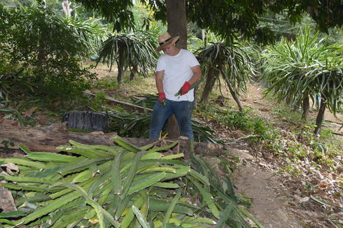 Enrique Salguero y su padre, Mario Salguero, son productores de pitaya desde hace cinco a&ntilde;os. (Foto: Juan Carlos Aquino)