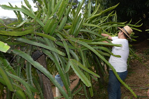 Las mata dan el fruto cada a&ntilde;o. (Foto: Juan Carlos Aquino)