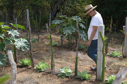La familia Salguero tambi&eacute;n cultiva repollo con el m&eacute;todo de riego por goteo. (Foto: Juan Carlos Aquino)