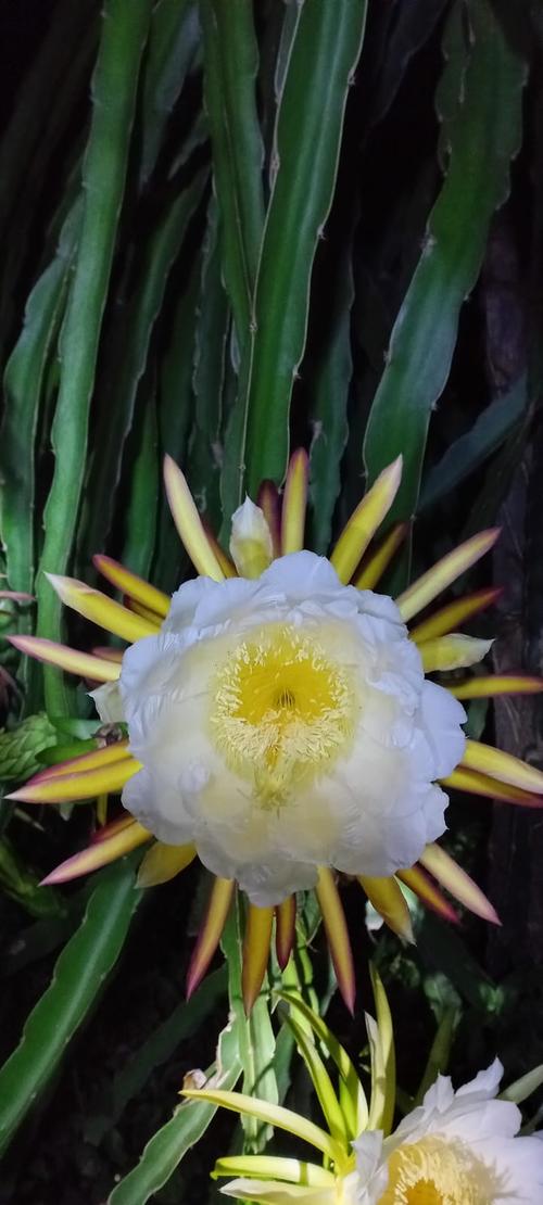 As&iacute; luce la pitaya en floraci&oacute;n, la cual se da en temporada c&aacute;lida. (Foto: Juan Carlos Aquino) 