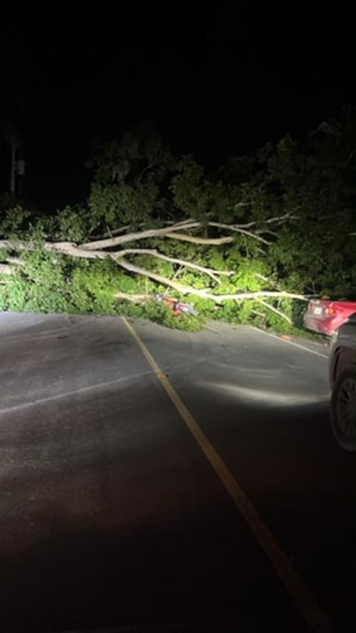 El &aacute;rbol cay&oacute; sobre los menores cuando se conduc&iacute;an en una motocicleta. (Foto: Roberto Morales/Colaborador)