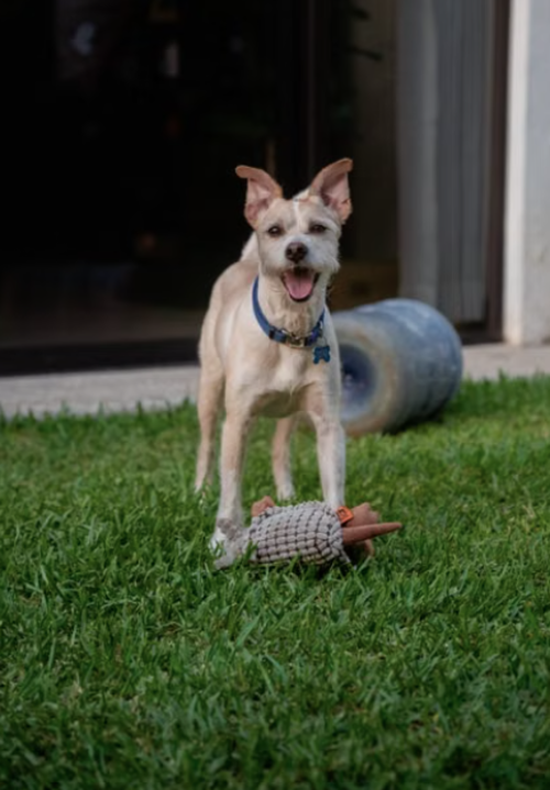 Perro, mestizo, sin raza, adopcion, guatemala, noticias, soy502, vida estilo, mascotas 2