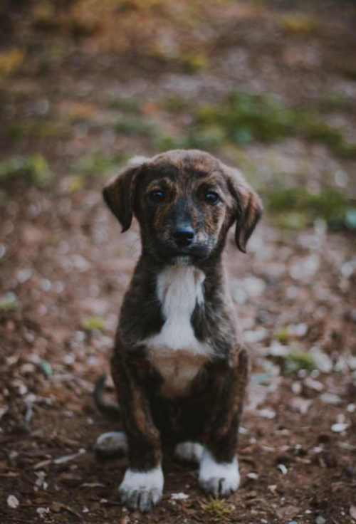 Perro, mestizo, sin raza, adopcion, guatemala, noticias, soy502, vida estilo, mascotas 3