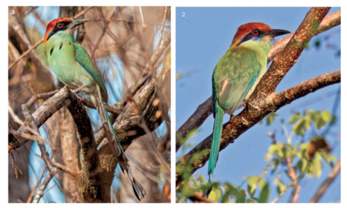 Motmot, corona castaña, ave, motagua, Guatemala, soy502, noticias, nacionales, ambiente 3