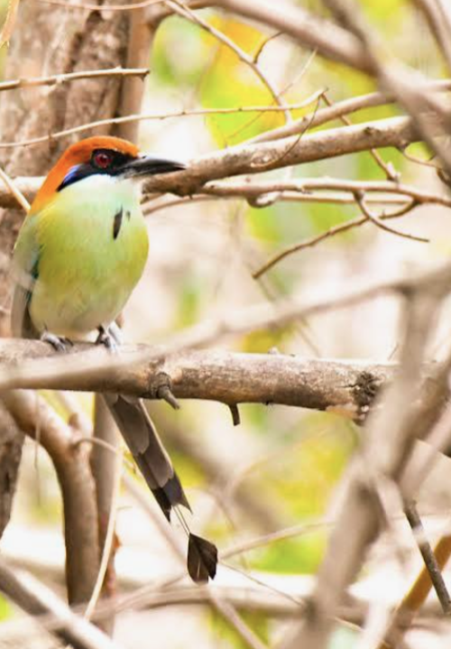 Motmot, corona castaña, ave, motagua, Guatemala, soy502, noticias, nacionales, ambiente 4