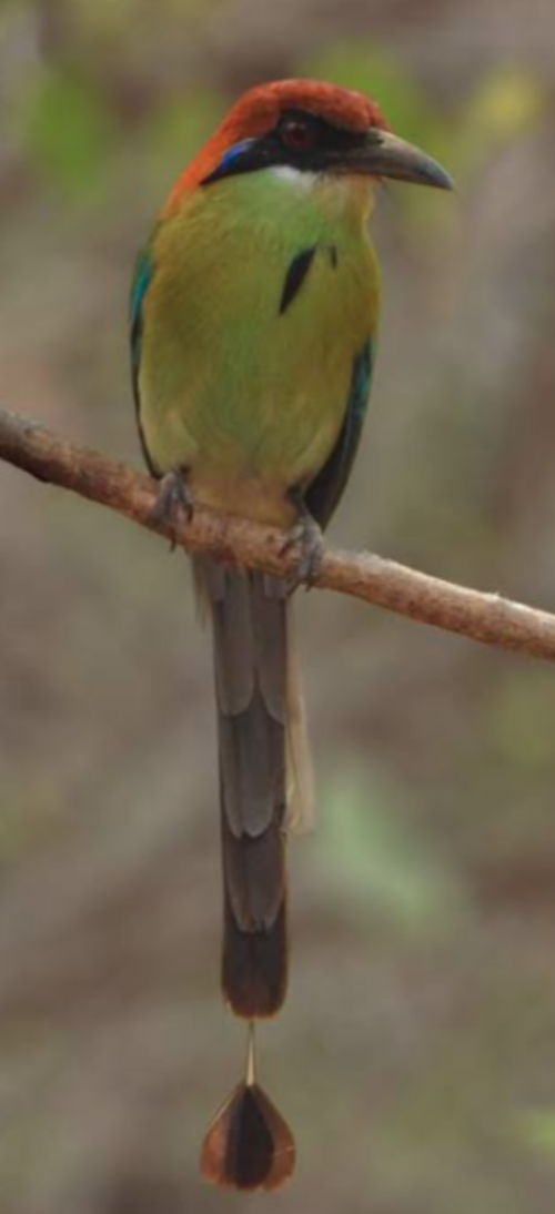 Motmot, corona castaña, ave, motagua, Guatemala, soy502, noticias, nacionales, ambiente 5