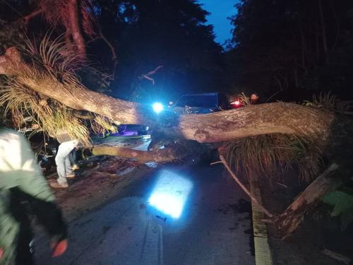 el &aacute;rbol que cay&oacute;, qued&oacute; impidiendo el paso. (Foto: Bomberos Municipales de la Antigua Guatemala)