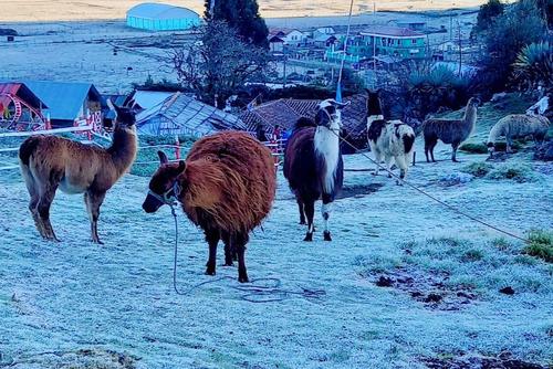La primera helada de este a&ntilde;o se vivi&oacute; el 1 de enero en Los Chuchumatanes. (Foto: Ovejas y Llamas de la Sierra)

