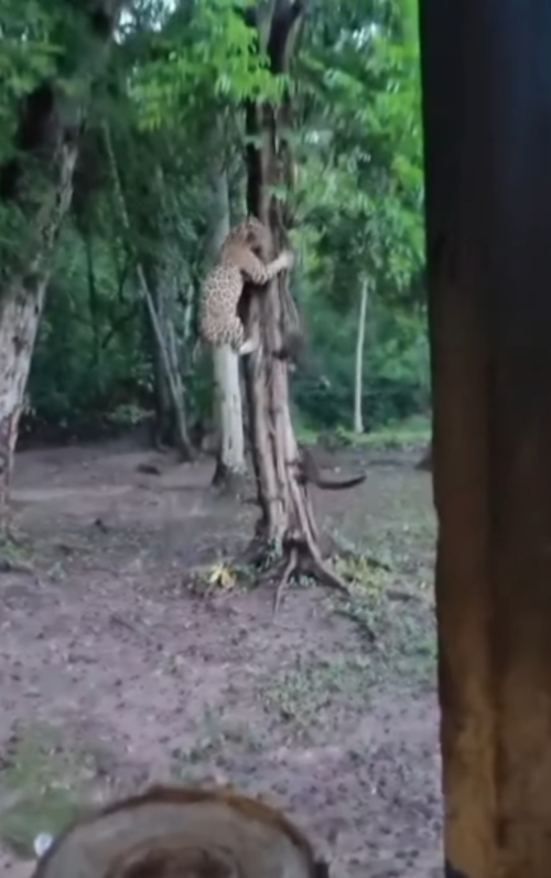 Jaguar, captado, caza, pizote, Peten, guatemala, soy502, noticias, ambiente 1