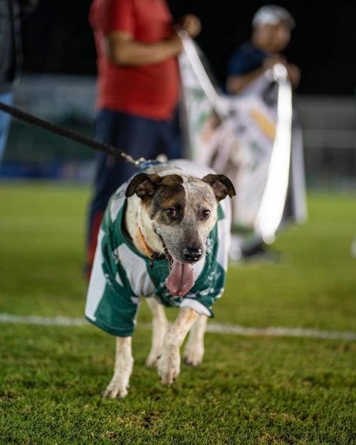 La historia de Manchas volvi&oacute; a las redes sociales, esta vez desde un campo de juego. (Foto: Antigua GFC)