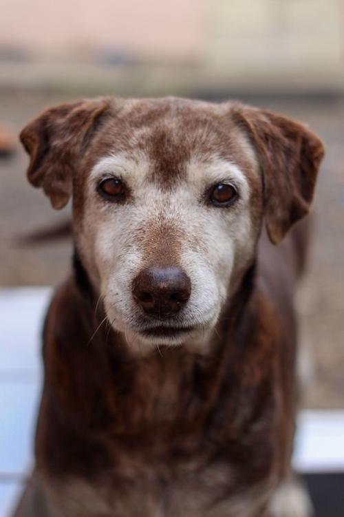 perros, gatos, viejitos, adopcion, soy502, guatemala, noticias 1