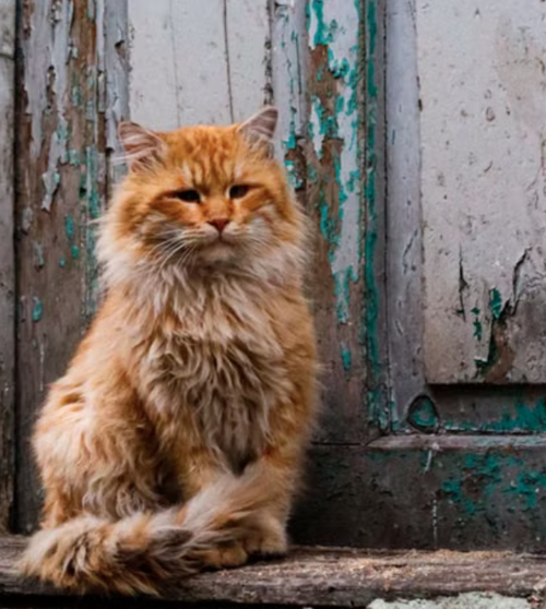 perros, gatos, viejitos, adopcion, soy502, guatemala, noticias 2