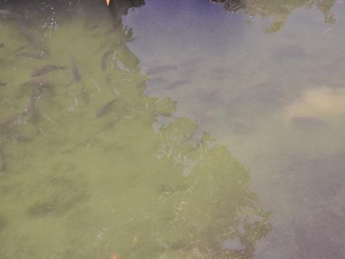 Tambi&eacute;n existe la crianza de peces para consumo. (Foto: Josu&eacute; Ardeano/Colaborador)