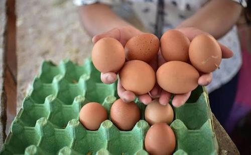 Los huevos que don Genaro produce, los vende en los alrededores. (Foto: MAGA)