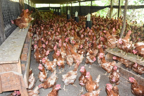 Seg&uacute;n el productor, cuenta con m&aacute;s de 2 mil gallinas. (Foto: Nehem&iacute;as Guti&eacute;rrez)