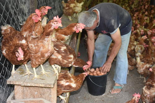 Don Genaro distribuye los huevos en el departamento. (Foto: Nehem&iacute;as Guti&eacute;rrez)