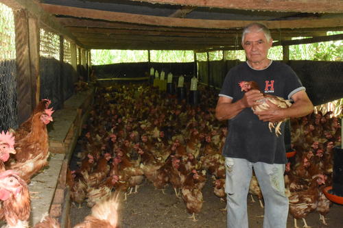 Se encarga del cuidado correcto de las gallinas. (Foto: Nehem&iacute;as Guti&eacute;rrez)