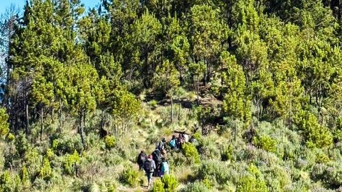 Los frondosos senderos nubosos del Volc&aacute;n Santo Tom&aacute;s ofrecen una experiencia de hiking inigualable para los amantes del ecoturismo. (Foto. Kenni Solis)