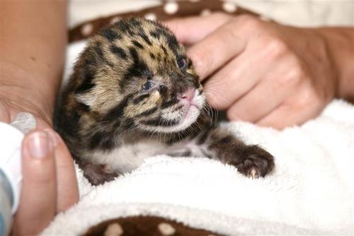 Un cachorro de leopardo nublado, una especie en peligro de extinción. (Foto: Lowry Park Zoo)