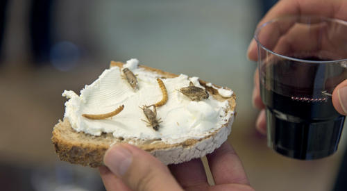 En la imagen un ejemplo de c&oacute;mo podr&iacute;amos ir adaptando nuestra dieta a las prote&iacute;nas que ofrecen los insectos. Foto: Belatchew Labs InsectCity