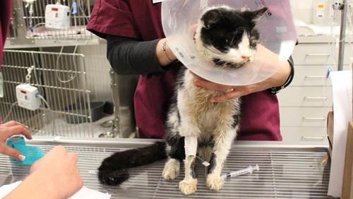 Bart fue atendido y curado de sus lesiones en un centro especializado en atender a animales. (Foto: WFLA/ Humane Society)