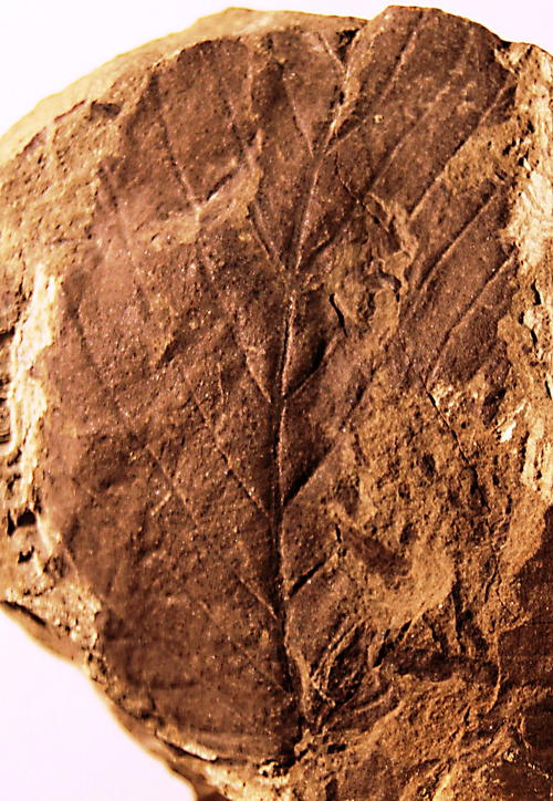 Fotograf&iacute;a cedida por el Instituto Ant&aacute;rtico Chileno este viernes 22 de noviembre de 2013, que muestra una hoja de "Nothofagus" encontrada en la regi&oacute;n chilena de Magallanes.