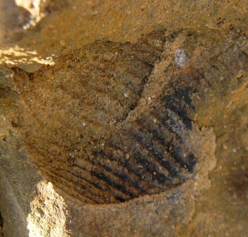 Quien alert&oacute; a los responsables del Museo fue Alejandra &Oacute;rdenes fue una vecina del sector de San Antonio, perteneciente al municipio de Puchuncav&iacute;, quien avis&oacute; de los f&oacute;siles en una antigua cantera del lugar, que hasta hace un tiempo era utilizada para extraer materiales para reparar caminos.