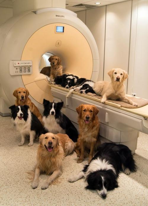 10 de los once perros que participaron en el estudio. (Foto: El Pais)