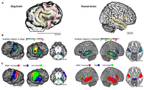  Las &aacute;reas de voz de los cerebros humanos y caninos, dibujadas en base a las im&aacute;genes captadas mediante resonancia magn&eacute;tica funcional. (Foto: El Pais)