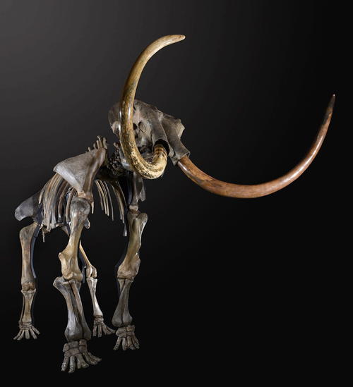 Imagen sin fecha cedida por Exclamation PR que muestra el esqueleto de un mamut "lanudo" de 3.5 metros de altura. (Foto: EFE)