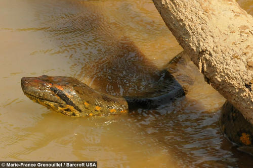 Asustada pero feliz, la serpiente por fin regres&oacute; a casa. (Marie-France Grenouillet/Barcrotf USA) 