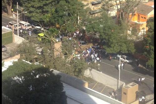 Un &aacute;rbol de eucalipto, de m&aacute;s de 80 a&ntilde;os, fue la causa de una tragedia que dej&oacute; a dos personas fallecidas en la zona 10. (Foto: Am&iacute;lcar Montejo, PMT)