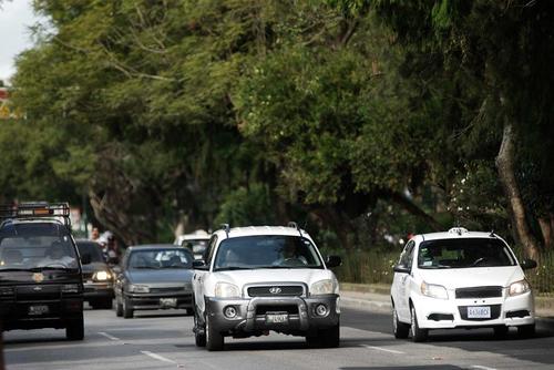 Los &aacute;rboles tambi&eacute;n deben ser parte de la planeaci&oacute;n urbana en las ciudades. (Foto: Jes&uacute;s Alfonso/Soy502)