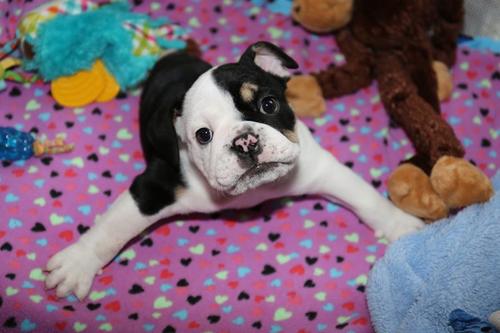 Bonsai robar&aacute; tu coraz&oacute;n al instante. (Foto: Bonsai oficial) 
