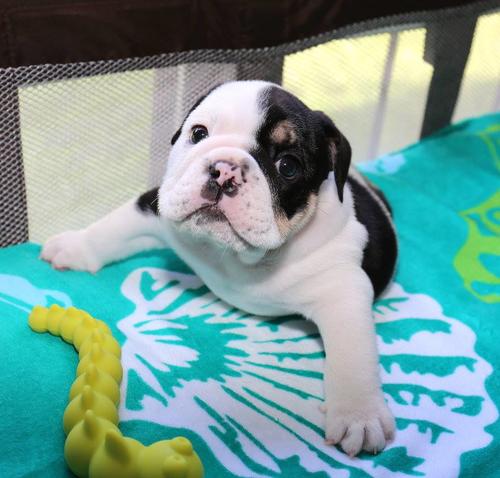 Bonsai es s&uacute;per abrazable. (Foto: Bonsai oficial) 