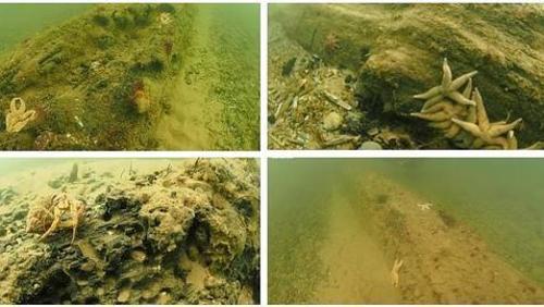 Descubren bosque de m&aacute;s de 10 a&ntilde;os de antig&uuml;edad en el fondo del mar en Irlanda