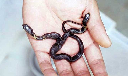 Aqu&iacute; puedes ver c&oacute;mo es el cuerpo de la serpiente de dos cabezas. (Foto: Tomada de YouTube)