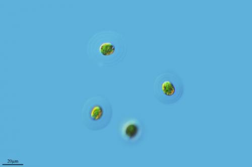 Por Proyecto Agua en Flickr.