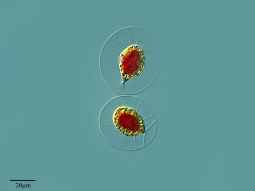 Por Proyecto Agua en Flickr. 