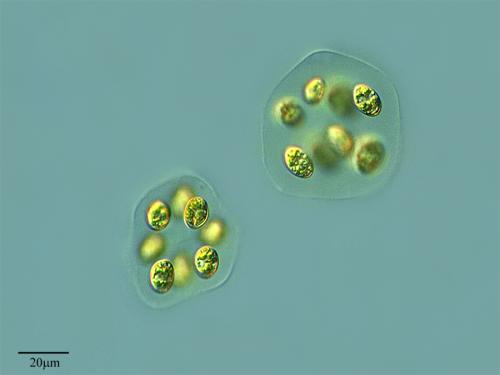 Por Proyecto Agua en Flickr. 