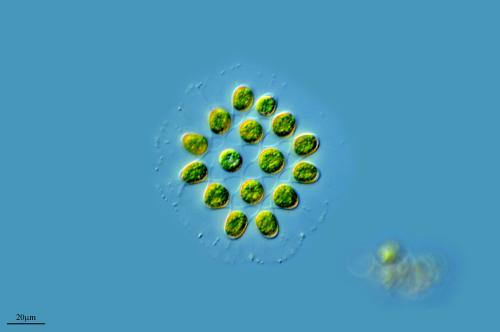 Por Proyecto Agua en Flickr. 