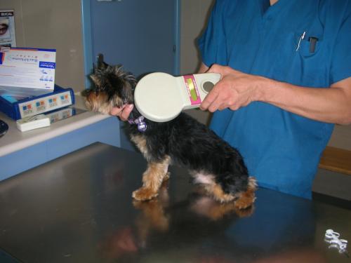 Con el microchip tu mascota puede ser identificada r&aacute;pidamente. (Foto: historiasveterinarias.wordpress.com) 