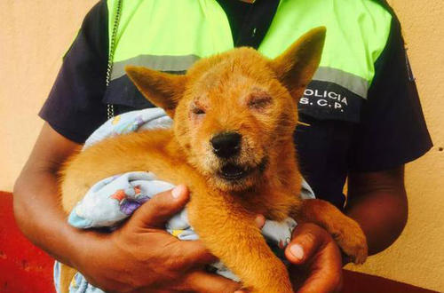 La perrita sobreviviente fue nombrada campeona. (Foto Emisoras Unidas)