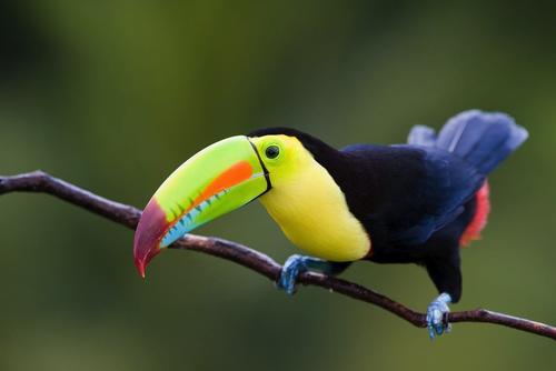 La fauna y flora debe ser protegida y respetada. (Foto: explosion. com) 
