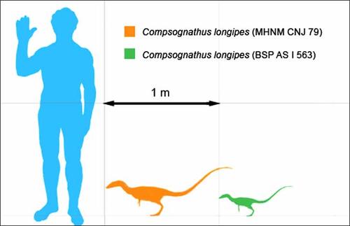 El dinosaurio Compsognathus comparado con el cuerpo humano. Foto: SiberianTimes.com